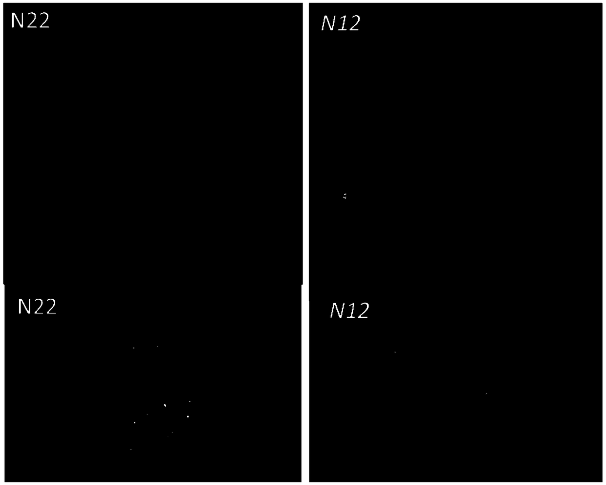 Gene OsHsp70cp-2 related with rice endosperm flour as well as encoding protein and application thereof