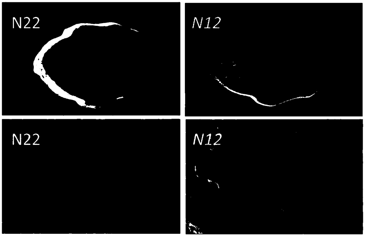 Gene OsHsp70cp-2 related with rice endosperm flour as well as encoding protein and application thereof