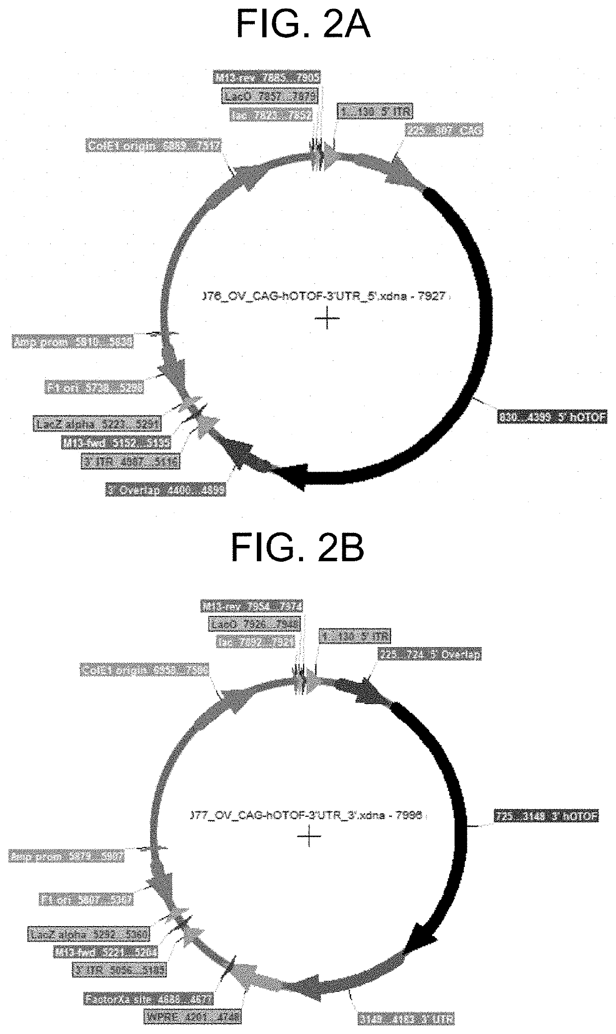 Compositions and methods for treating sensorineural hearing loss using otoferlin dual vector systems