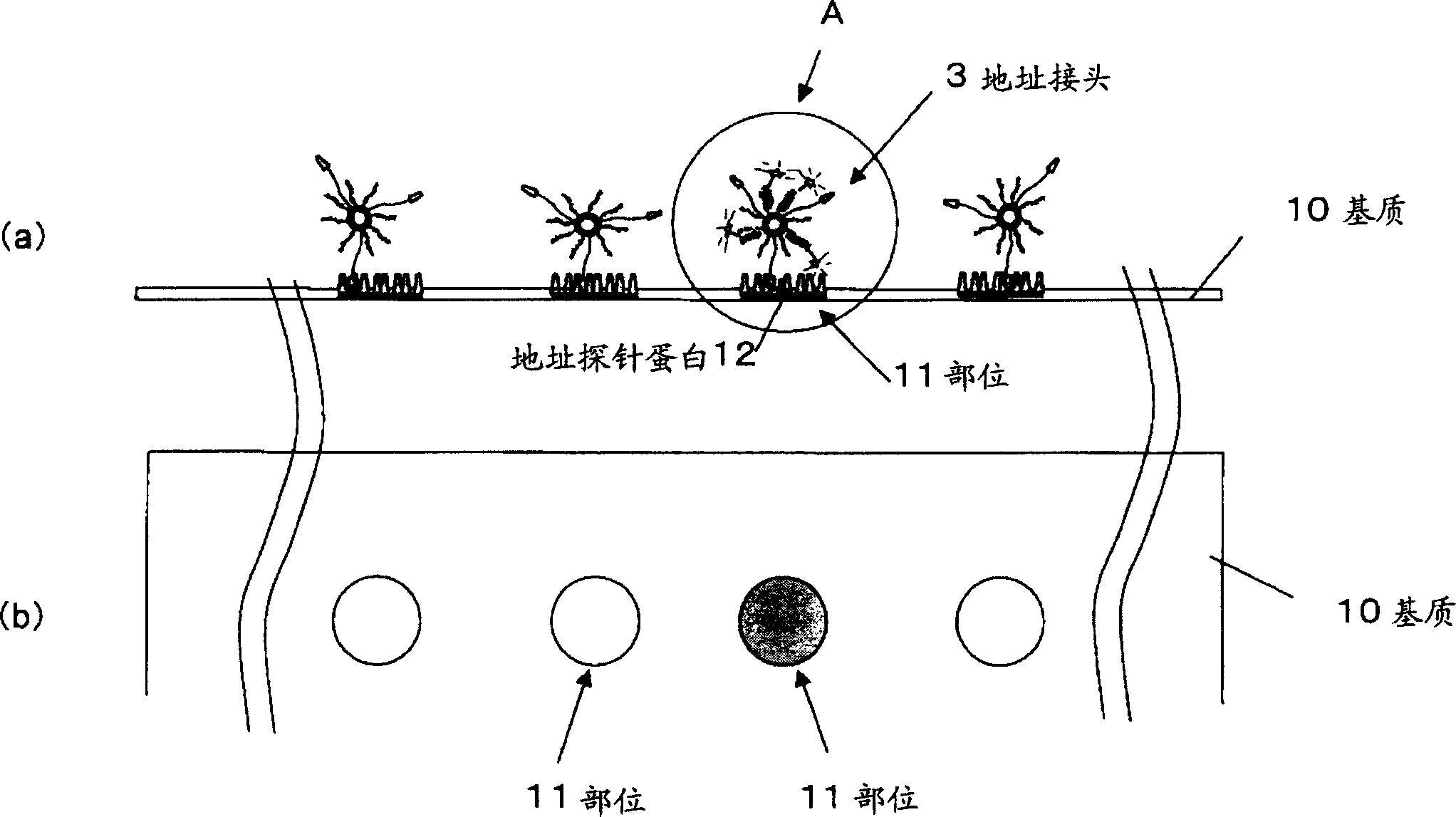 Method of detecting biopolymer, biochip, method of fixing antibody, and substrate for fixing antibody thereon