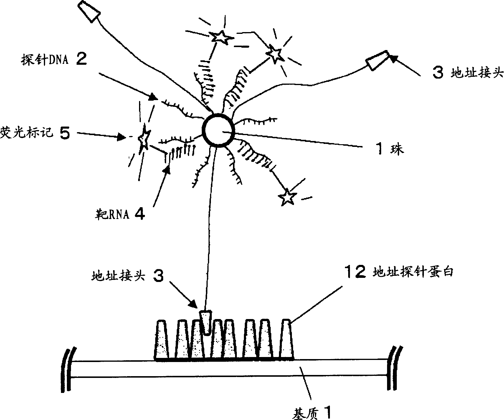 Method of detecting biopolymer, biochip, method of fixing antibody, and substrate for fixing antibody thereon