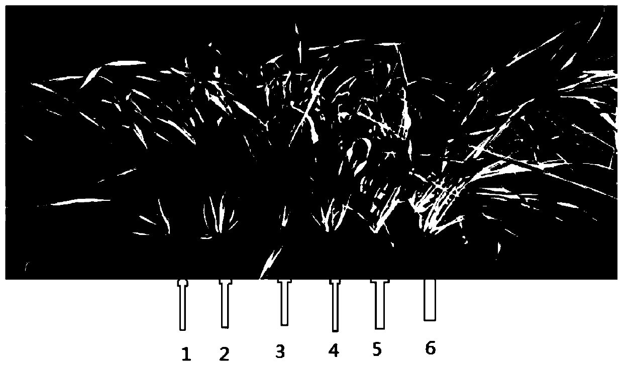 Method for identifying salt tolerance of barley in seedling stage