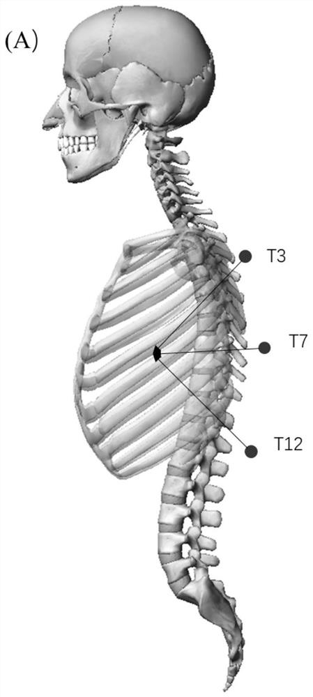 A Fine Driving Method for Spine Motion Model