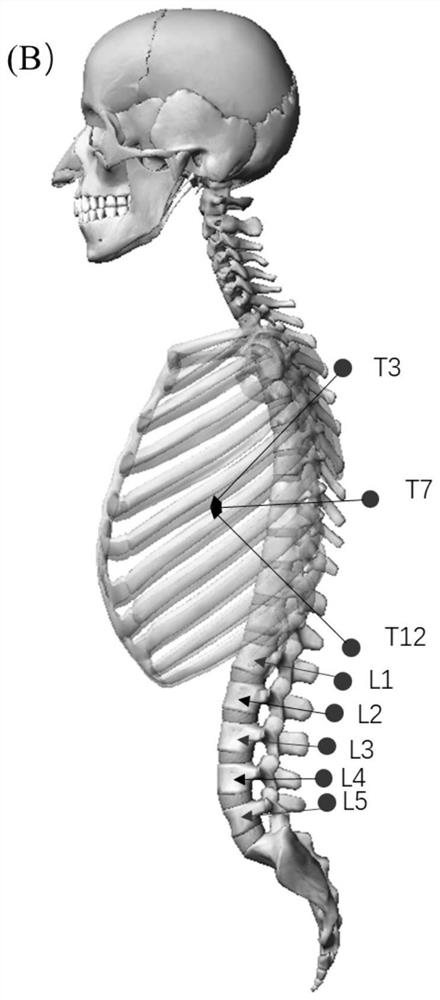 A Fine Driving Method for Spine Motion Model