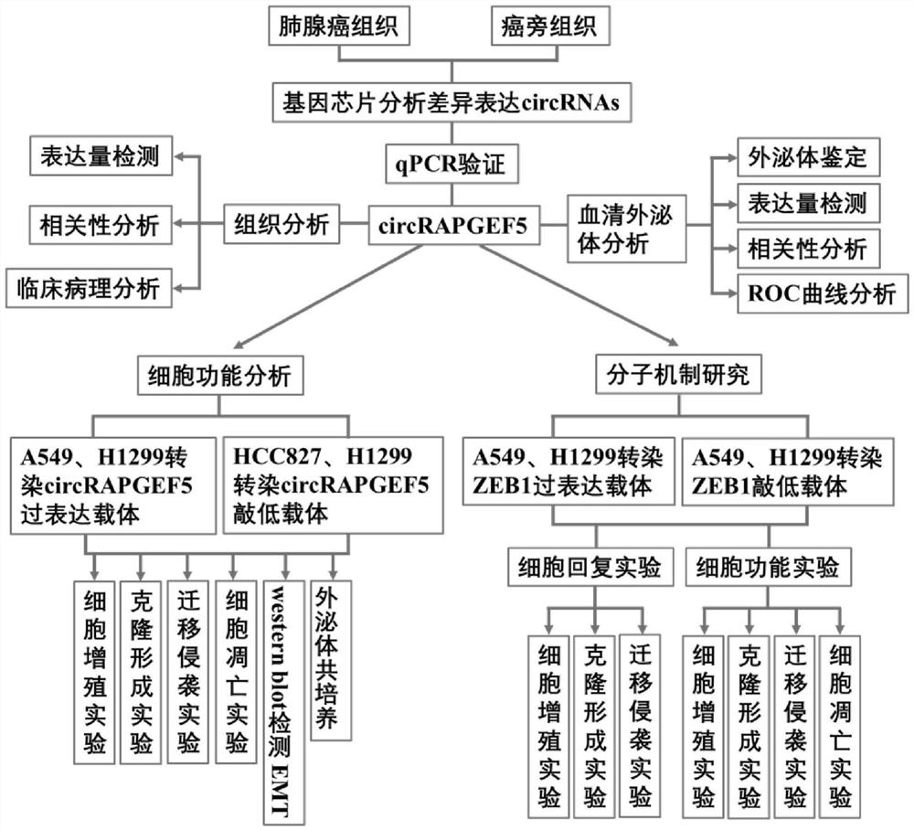 Analysis method for application of circRNAs in lung adenocarcinoma