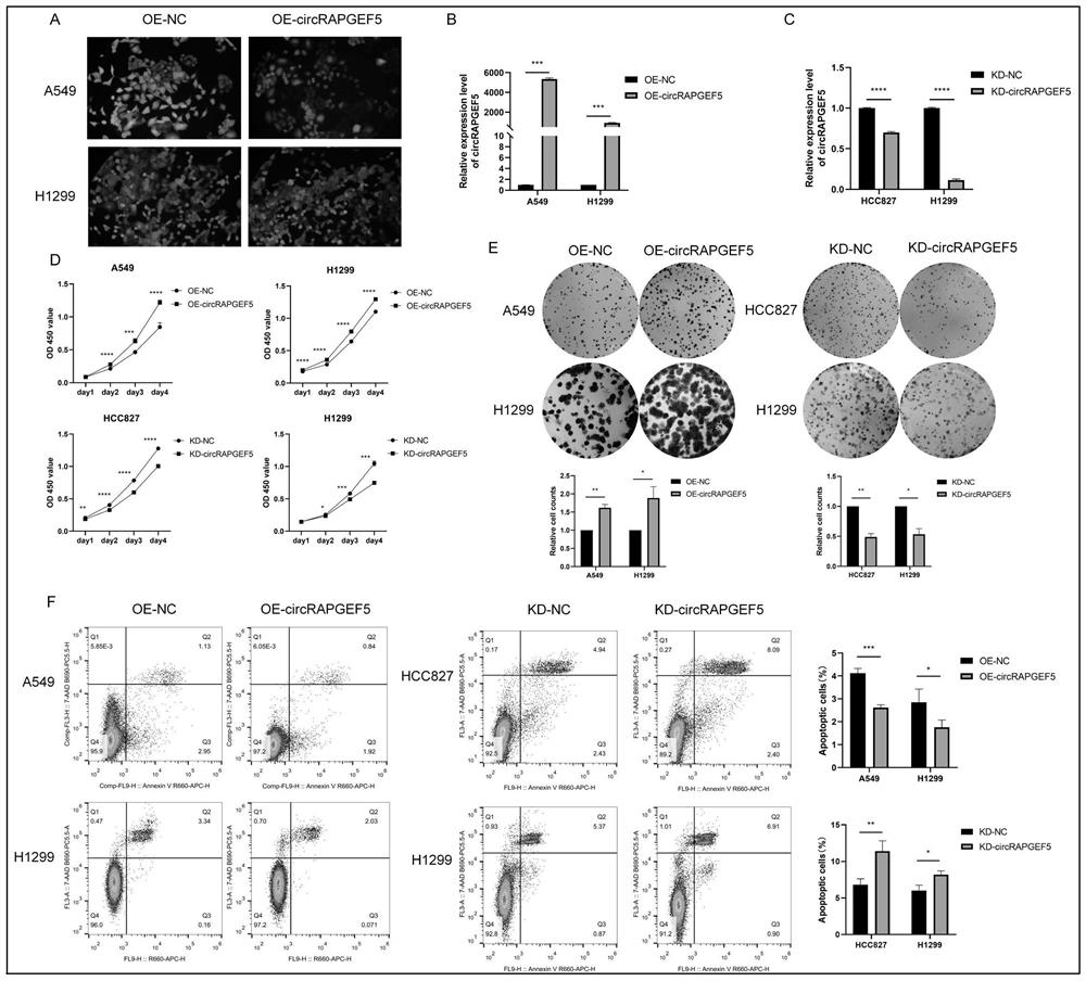 Analysis method for application of circRNAs in lung adenocarcinoma