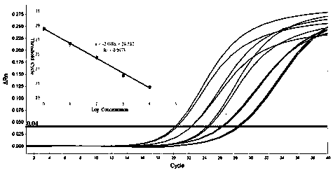 Fluorescent quantitative PCR method for detecting potato leaf roll virus