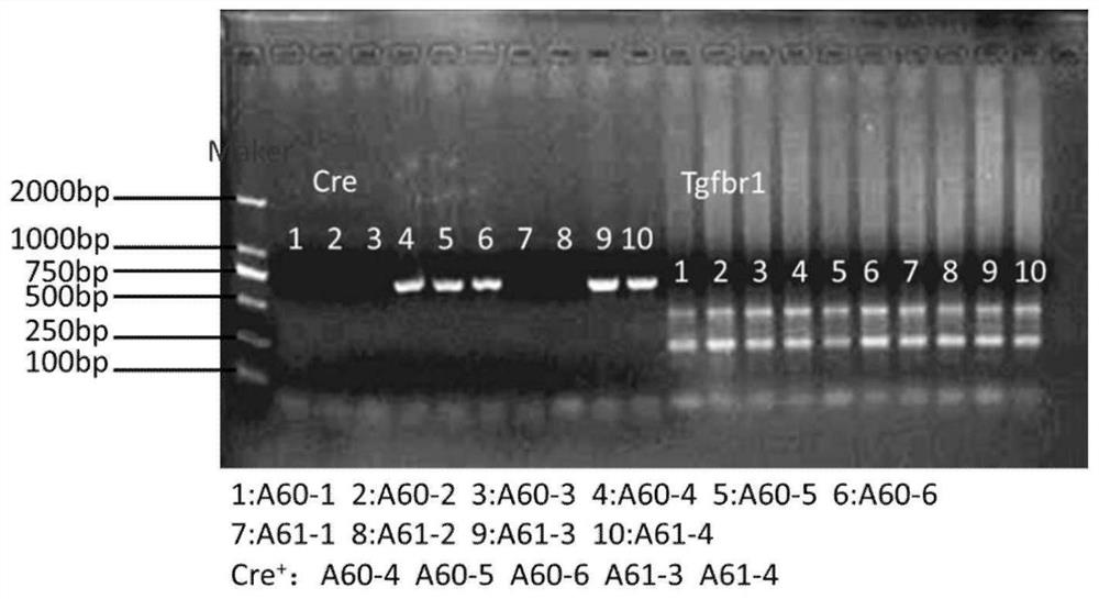 Use of tamoxifen and a method for constructing a cleft palate animal model