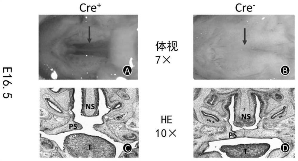 Use of tamoxifen and a method for constructing a cleft palate animal model