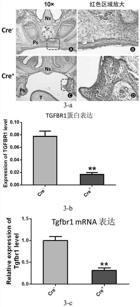 Use of tamoxifen and a method for constructing a cleft palate animal model