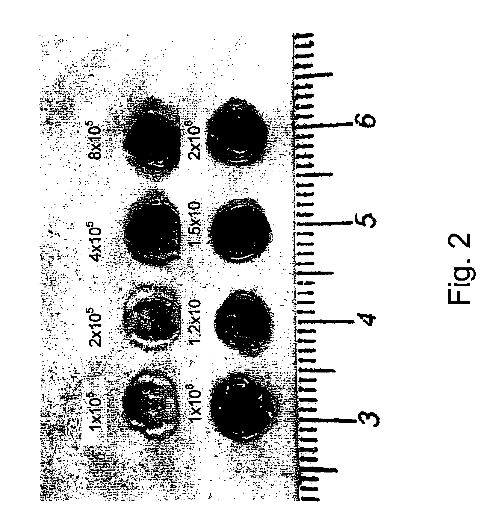 Tissue engineered biografts for repair of damaged myocardium