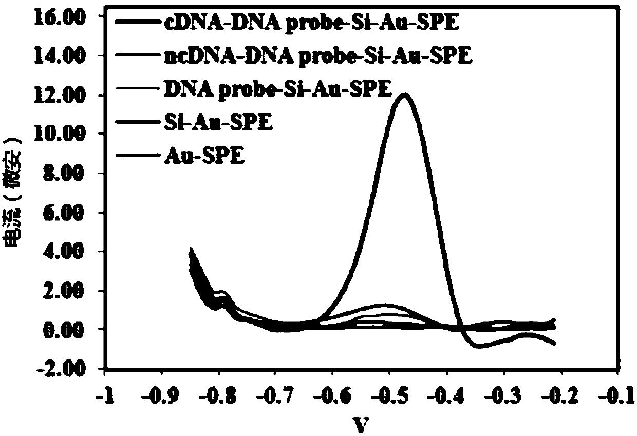 An electrochemical DNA biosensor for gender and variety identification