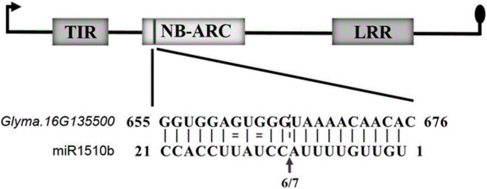 miRNA related with resistance on phytophthora root rot of soybean and application thereof