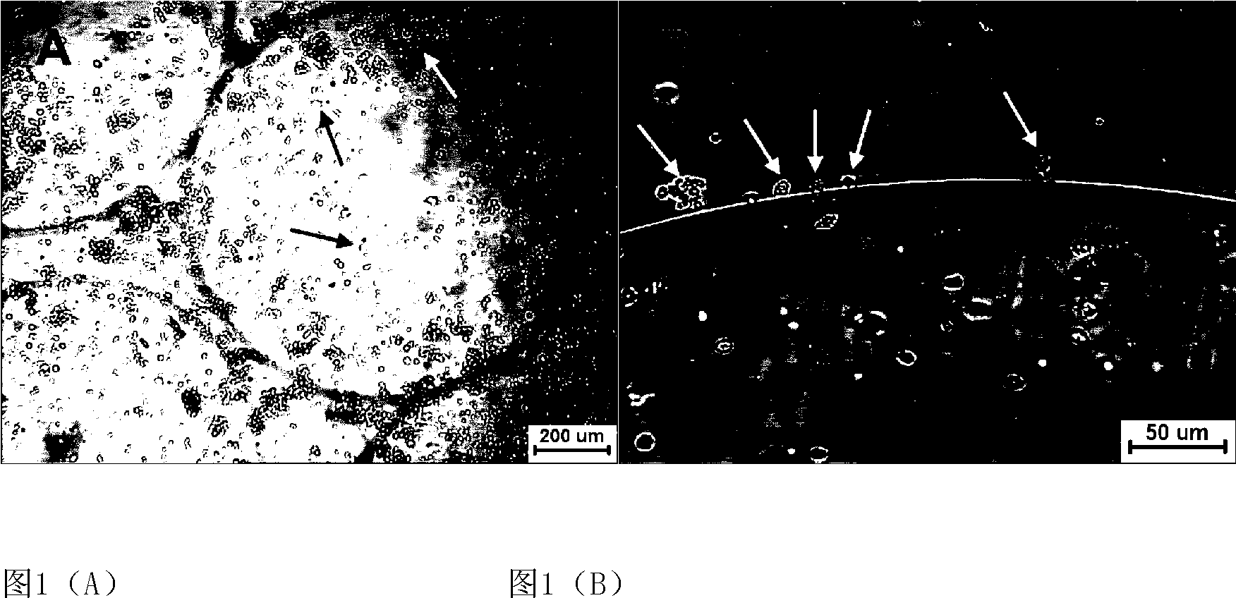 Method for supporting, regulating and controlling amplification of hematopoietic stem/progenitor cell in vitro with microencapsulation osteoblast in hypoxia condition