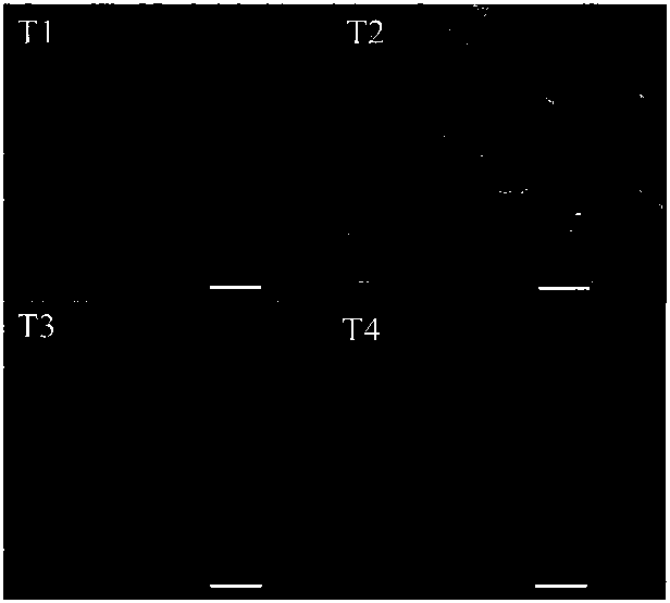 Method for improving grass carp myofibrillar protein gel property