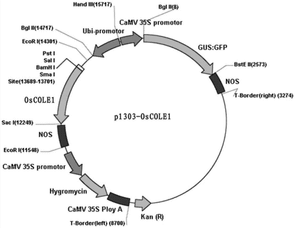 Auxin regulation protein, coding gene thereof, and application of protein and coding gene