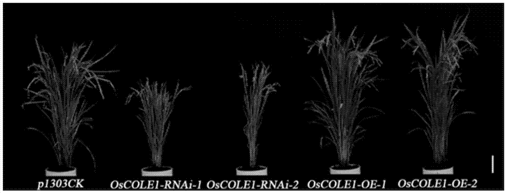 Auxin regulation protein, coding gene thereof, and application of protein and coding gene