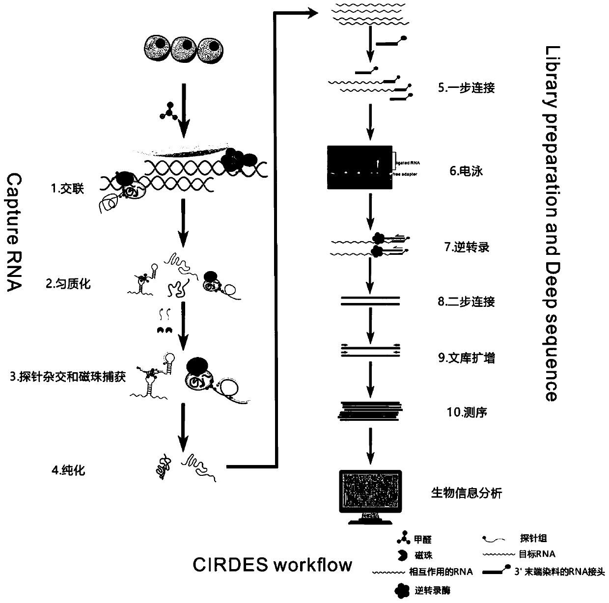 High-throughput sequencing method for efficient research of RNA interaction interactome and application of high-throughput sequencing method