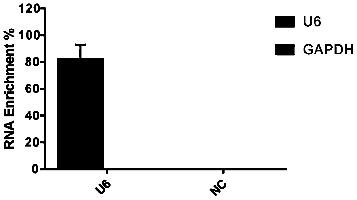 High-throughput sequencing method for efficient research of RNA interaction interactome and application of high-throughput sequencing method