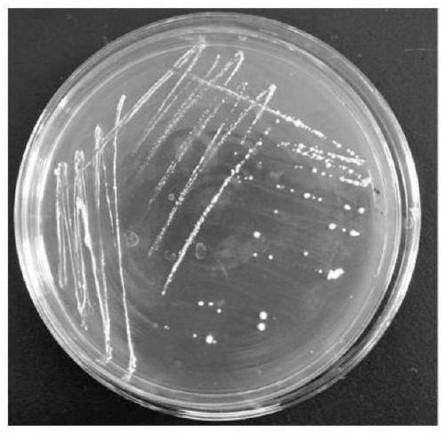 A strain of Lactobacillus brevis isolated from traditional fermented food porridge and its application