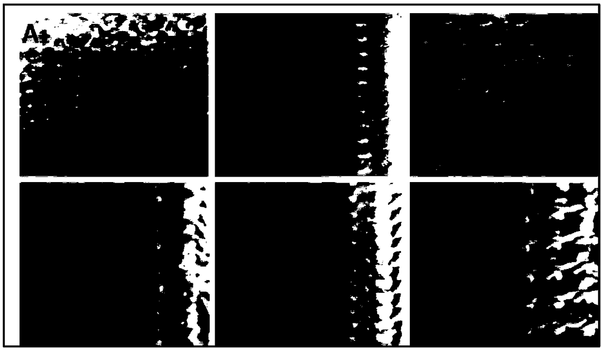 Preparation method for mesoporous bioactive glass/sodium alginate-sodium alginate layered bone tissue engineering scaffold