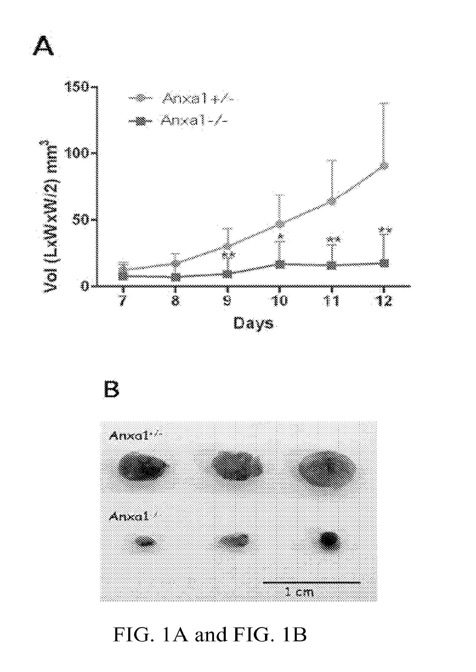 Methods and Compositions Related to Annexin 1-Binding Compounds