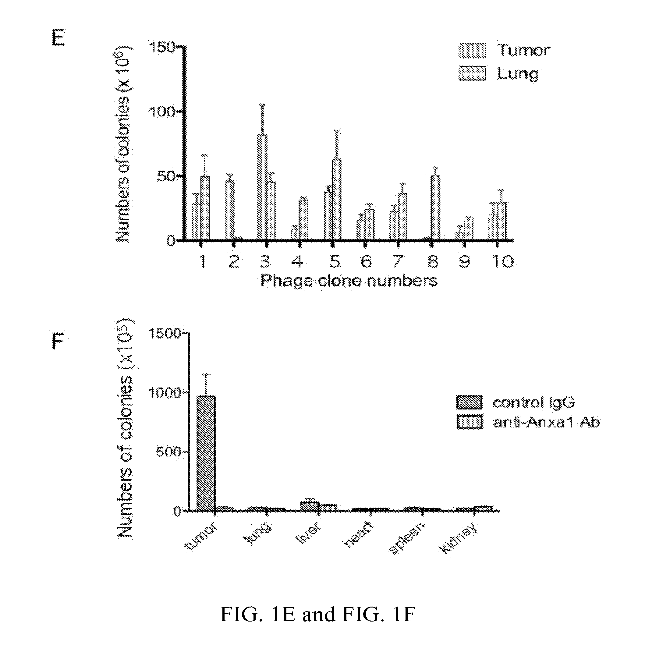 Methods and Compositions Related to Annexin 1-Binding Compounds