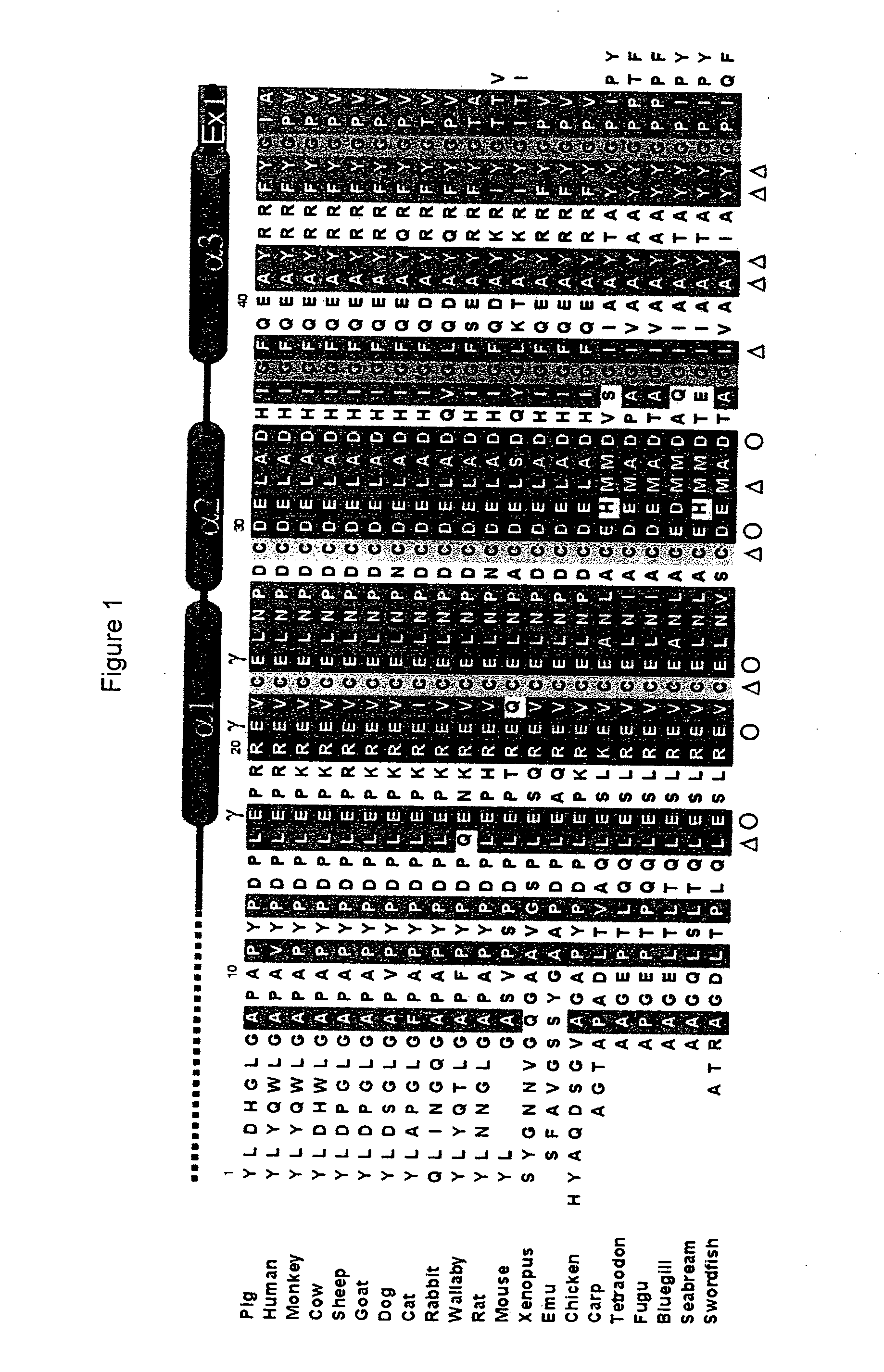 Method of rational-based drug design using osteocalcin