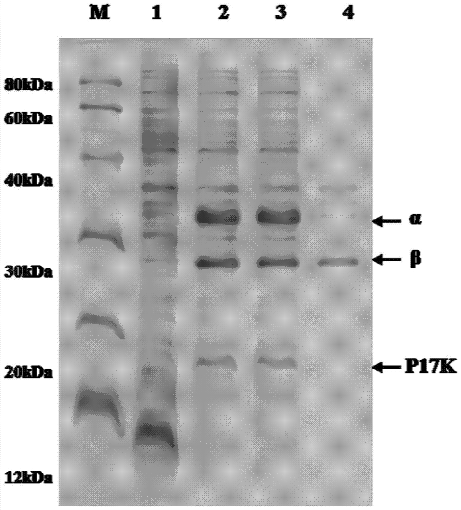 Nitrile hydratase and its coding gene and application