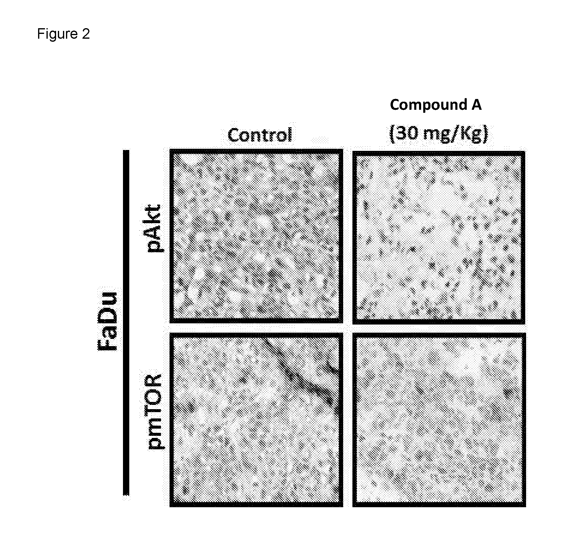 Combination of a PI3 Kinase Inhibitor with Pacitaxel for Use in the Treatment or Prevention of a Cancer of the Head and Neck