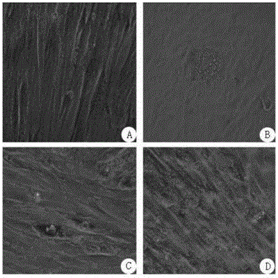 Primary separation and culture method of human amniotic mesenchymal stem cells