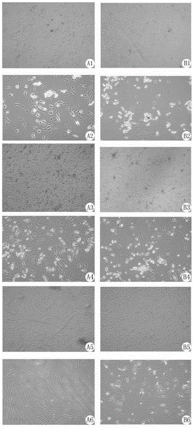 Primary separation and culture method of human amniotic mesenchymal stem cells