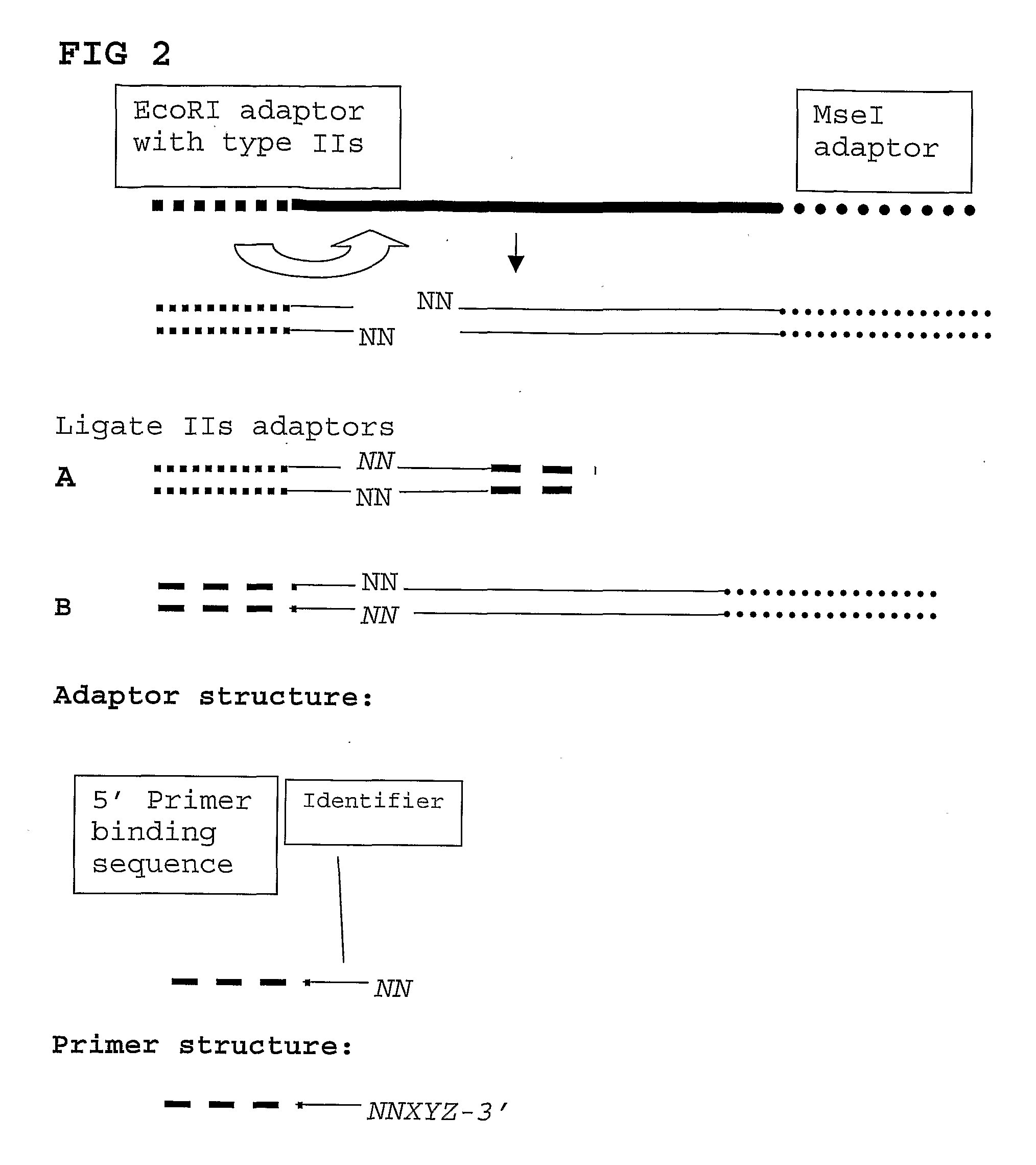 High Throughput Detection of Molecular Markers Based on AFLP and High Throughput Sequencing