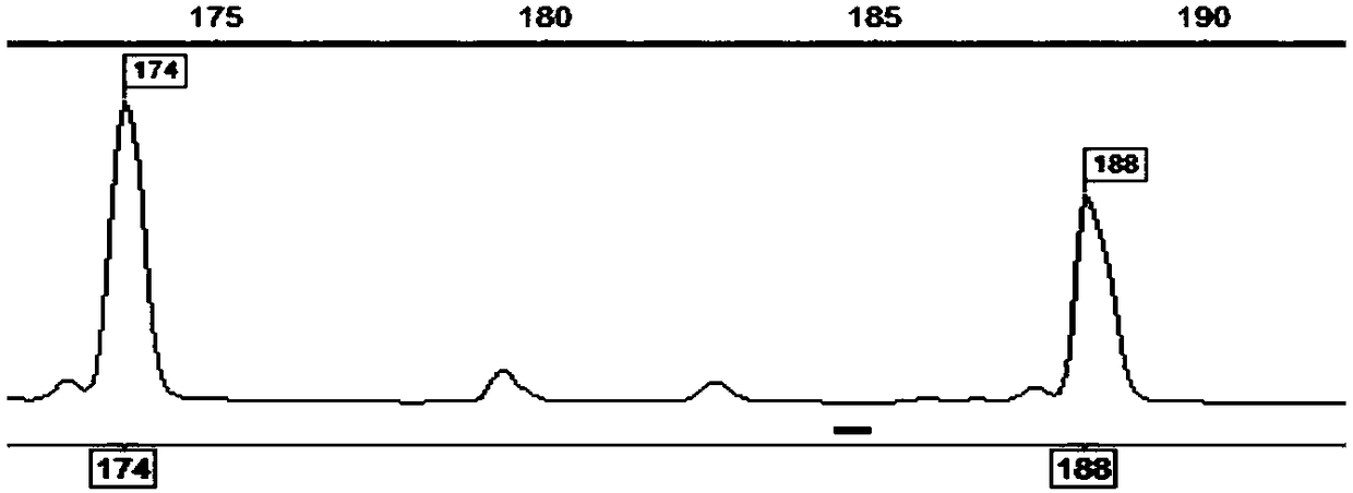 Method for identifying carassius auratus ploidy by using microsatellite marker and application thereof