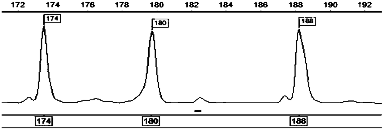 Method for identifying carassius auratus ploidy by using microsatellite marker and application thereof