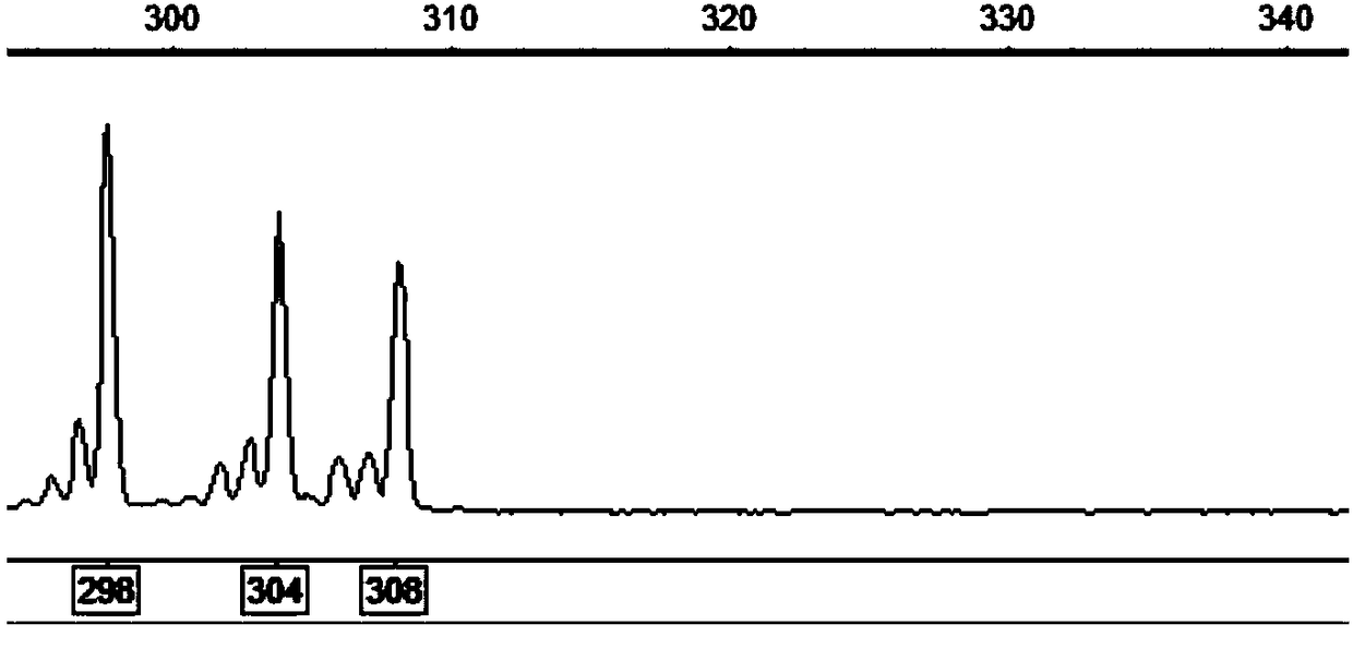 Method for identifying carassius auratus ploidy by using microsatellite marker and application thereof