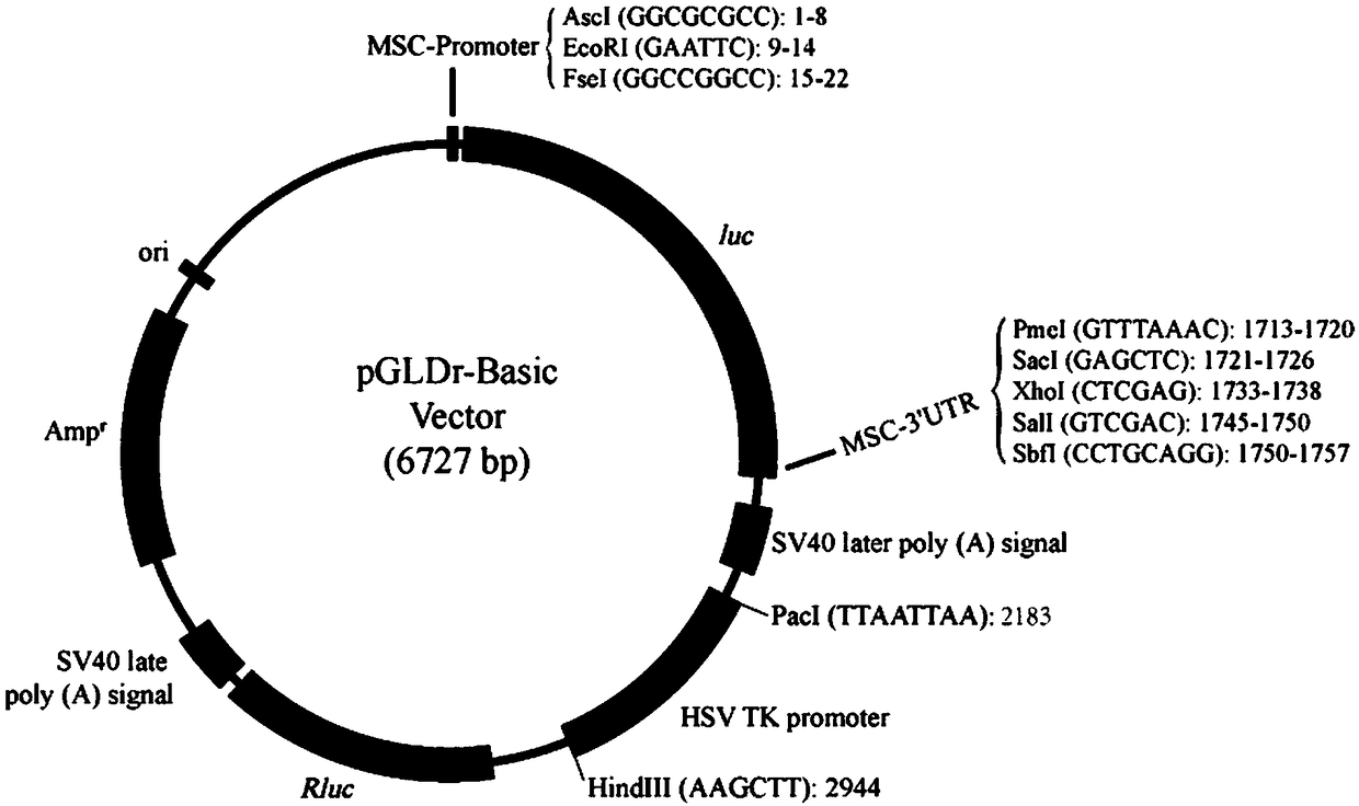 Novel multifunctional dual-luciferase reporter gene plasmid