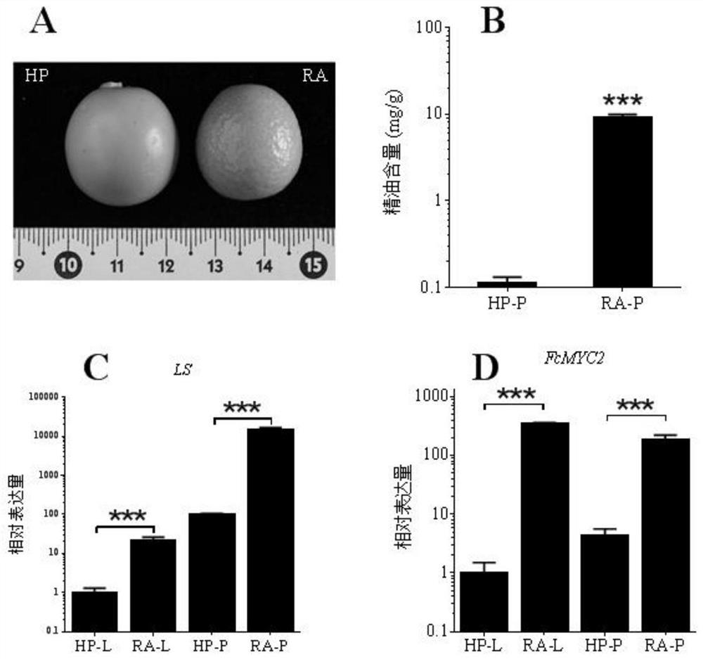 Application of citrus fcmyc2 gene and its encoded protein in regulation of citrus essential oil synthesis