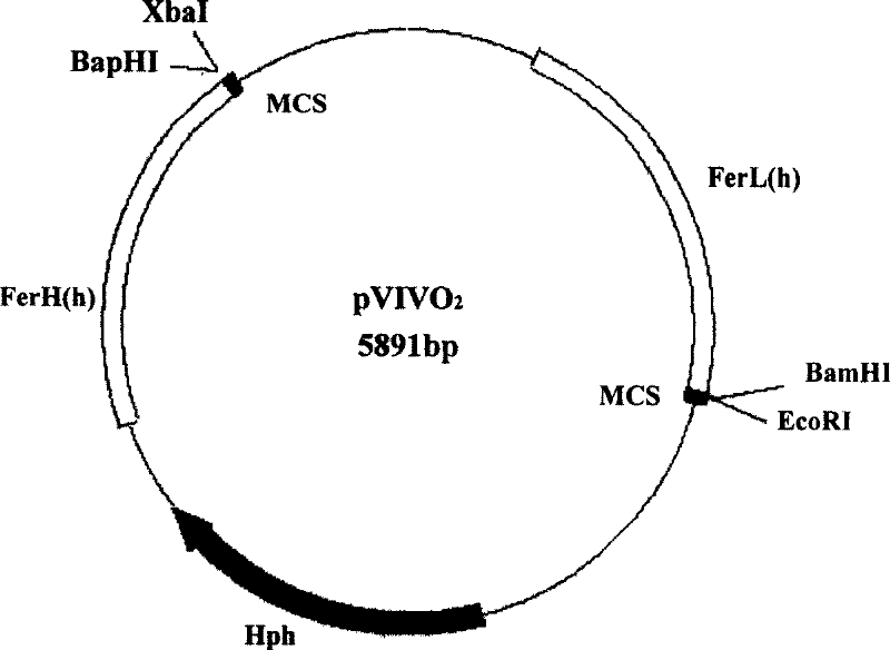 Fusion gene of Japan schistosome antigen gene and constituted DNA vaccin and preparing process