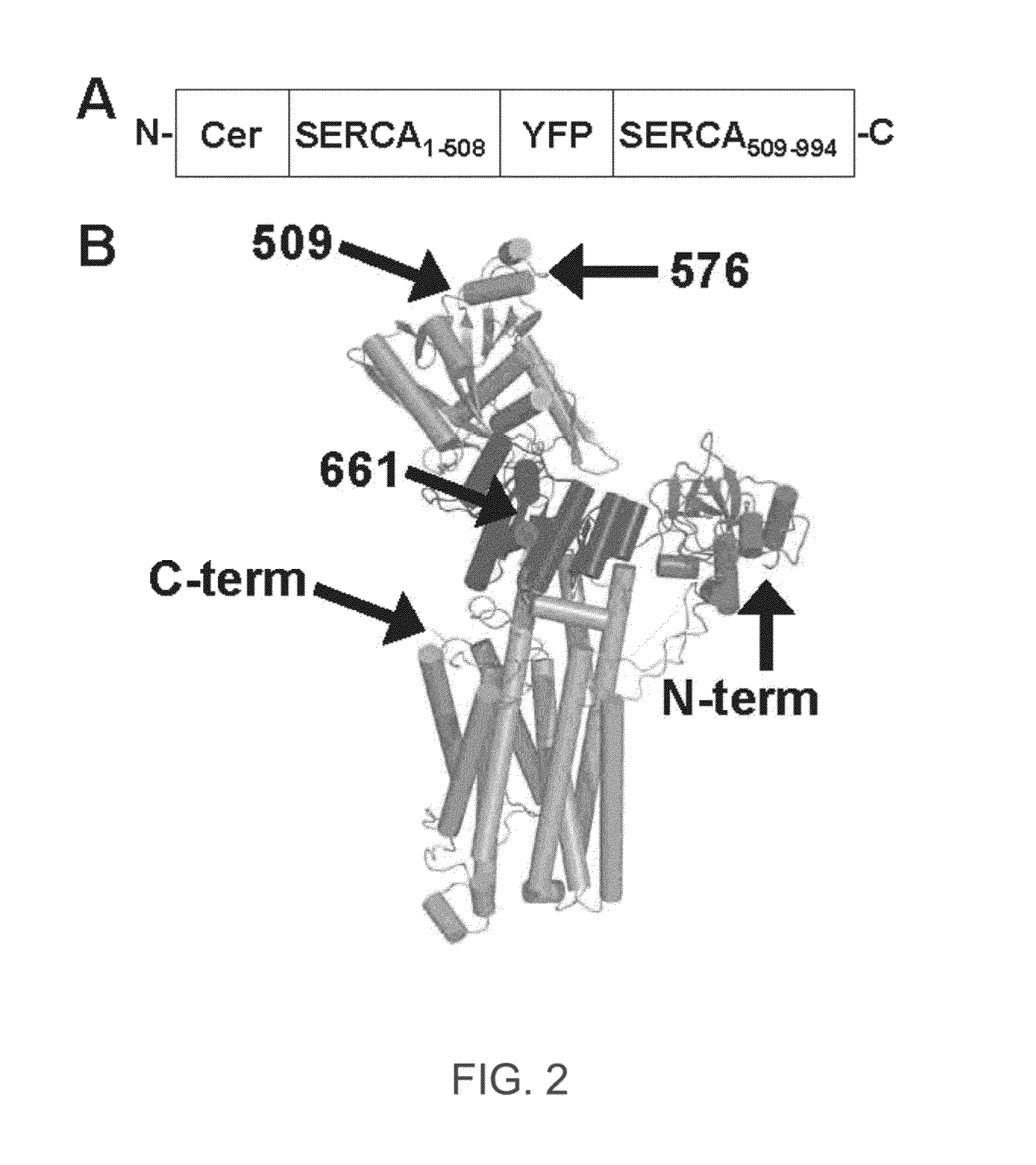 ENGINEERED PROTEIN: "2-COLOR SERCA", AN ION-MOTIVE ATPase FUSED TO CERULEAN AND YELLOW FLUORESCENT PROTEIN