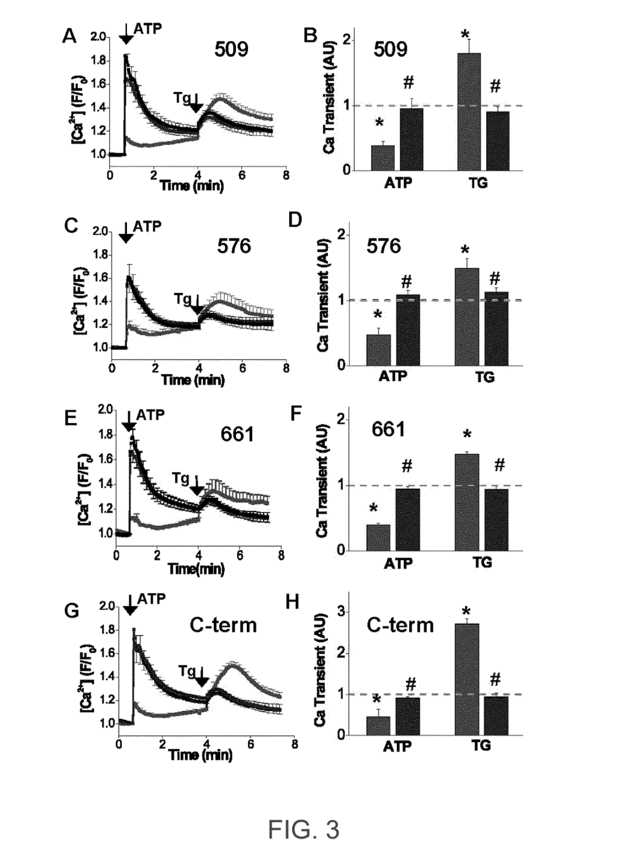 ENGINEERED PROTEIN: "2-COLOR SERCA", AN ION-MOTIVE ATPase FUSED TO CERULEAN AND YELLOW FLUORESCENT PROTEIN