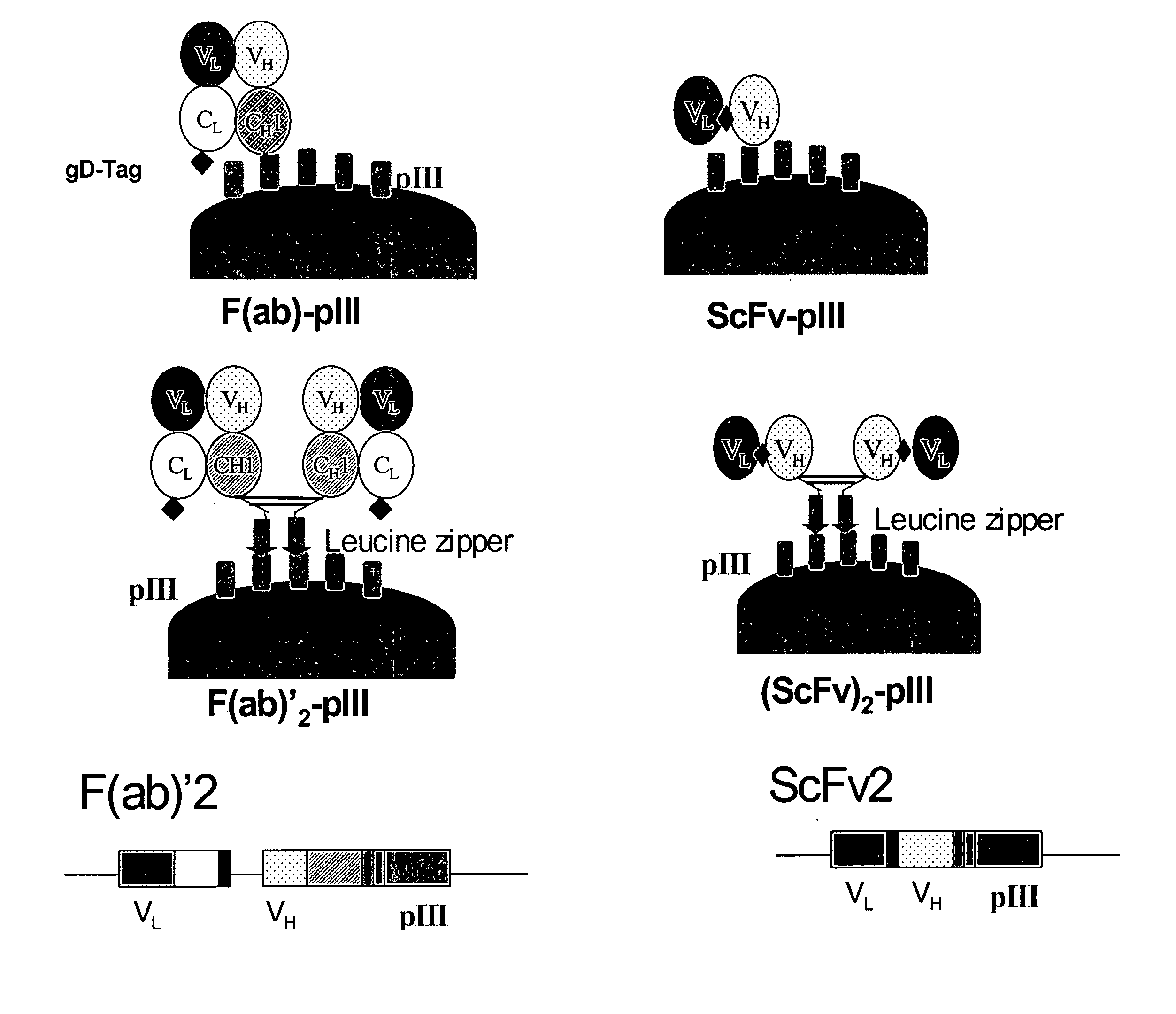 Anti-VEGF antibodies