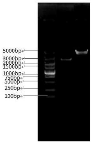 Grifola frondosa glucan synthase and encoding gene and application thereof