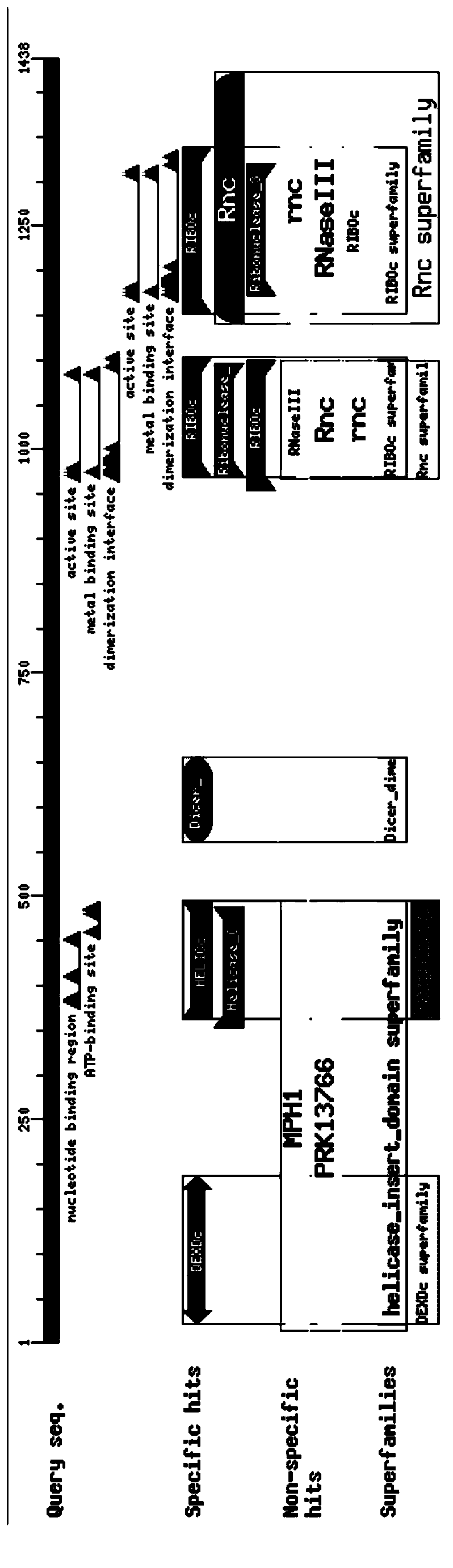 Grifola frondosa glucan synthase and encoding gene and application thereof