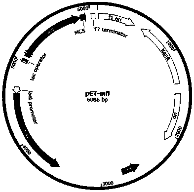 Strain and method for biosynthesis of isopentyldiol