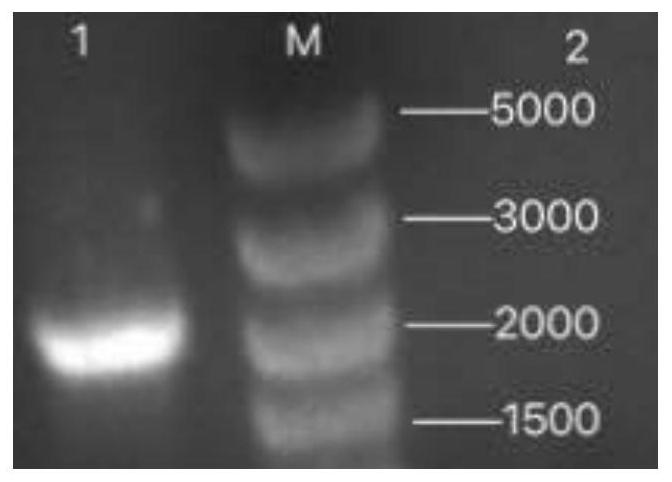 Prokaryotic expression method and application of EqHV NS3 protein