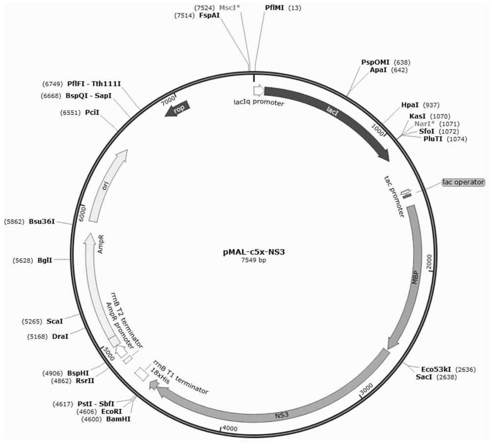 Prokaryotic expression method and application of EqHV NS3 protein