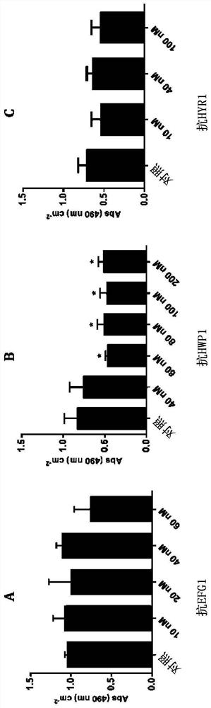 Antisense oligomers for controlling candida albicans infections