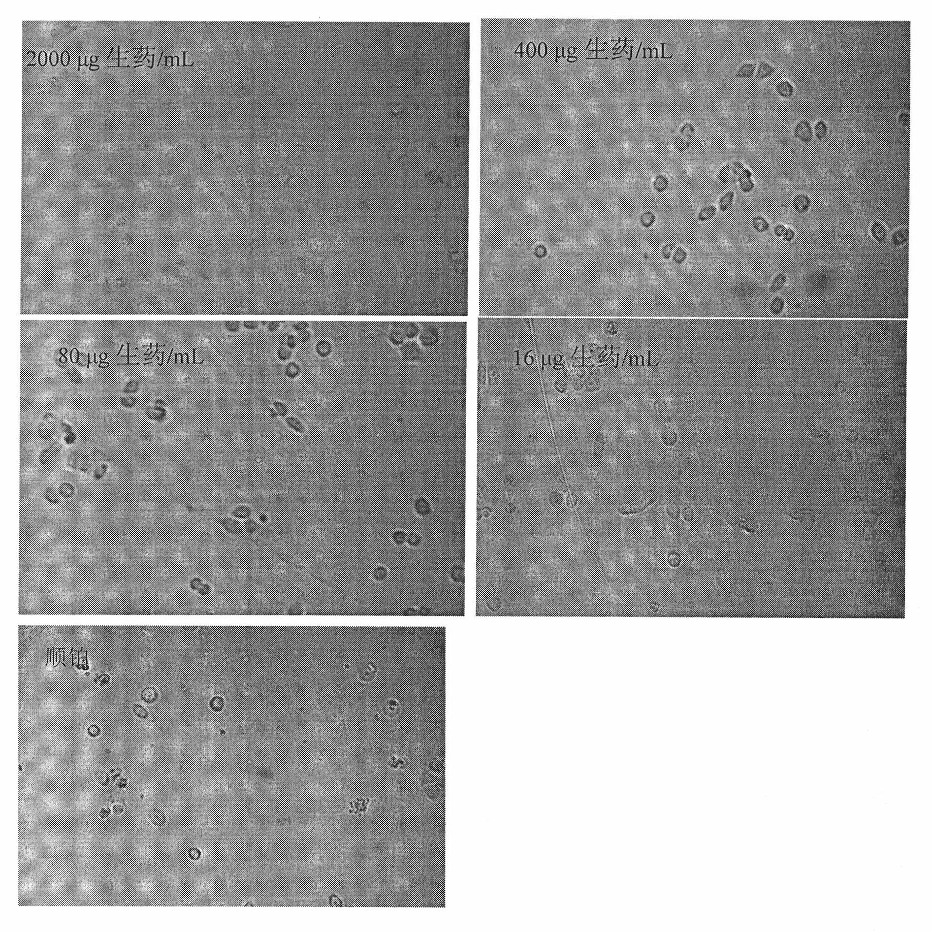 Lung cancer preventing and treating composition extracted from selfheal and/or garden orache and application thereof in preparation of lung cancer preventing and treating medicine