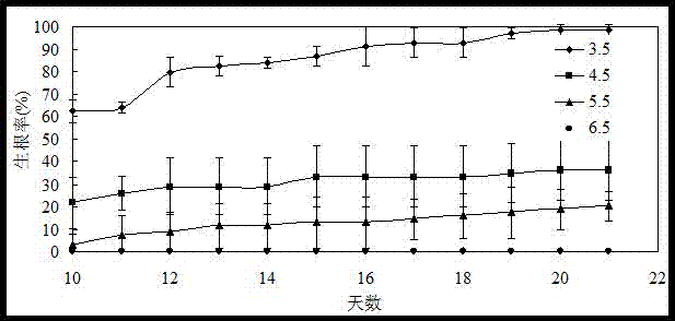 A nutrient solution formula for blueberry hydroponic cuttings